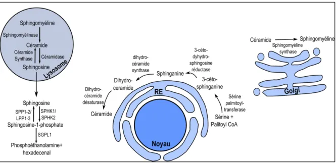 Figure 5: Synthèse de la sphingosine-1-phosphate. 