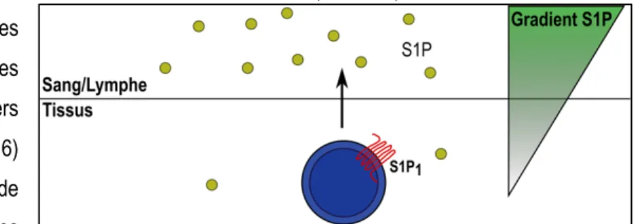 Figure 6: Gradient de S1P entre la circulation et les tissus. 