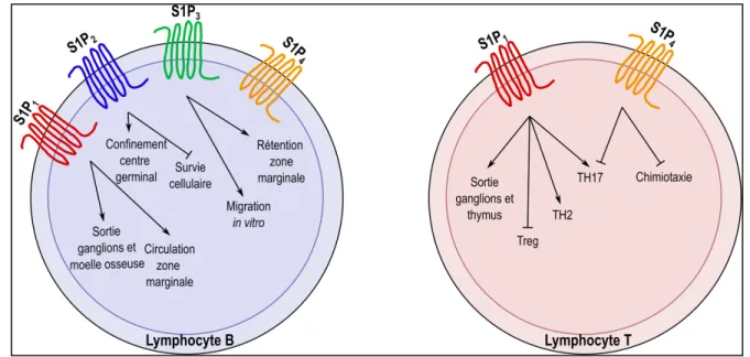 Figure 7: Rôle des récepteurs de la S1P sur les lymphocytes. 