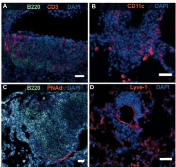 Figure 1-1 Subchronic exposure to MSS induces TLT formation. 