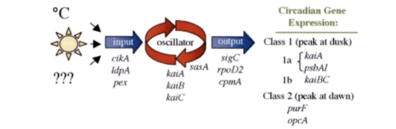 Figure 7  :  Représentation schématique de la régulation du cycle circadien des cyanobactéries, tiré de Ditty et al., 2003