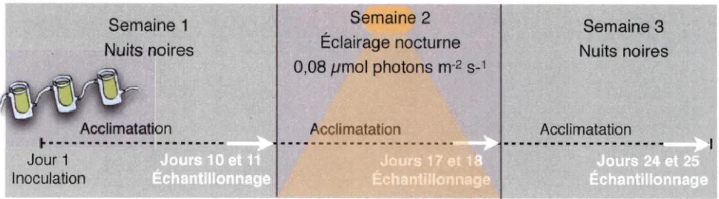 Figure 9 : Représentation schématique  des périodes d'éclairement de l'expérience  selon  la présence ou l'absence de pollution lumineuse