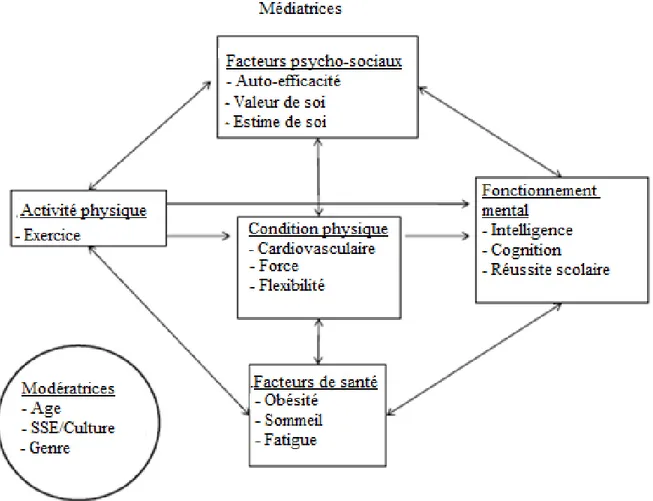 Figure 3. Modèle incluant les variables médiatrices et modératrices pouvant jouer un rôle sur  l’effet de l’activité physique sur le fonctionnement mental des enfants (traduction libre de :  Tomporowski et al., 2011)