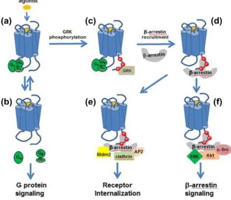 Figure 1-1 Paradigms of GPCR-mediated signaling and multiple roles of βarrestins Binding  of an  agonist (a) results  in activation  of signaling pathways by G proteins (b), as  well as βarrestins (f), in addition to desensitization and internalization by 