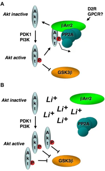 Figure 1-4 Model for Akt-mediated indirect inhibition of GSK3β by lithium