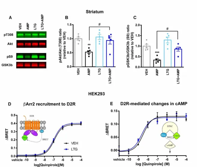 Figure  1-2:  Lamotrigine  reverses  modulation  of  Akt/GSK3β  by  amphetamine  in  the  striatum but has no effect on D2R signaling pathways in vitro
