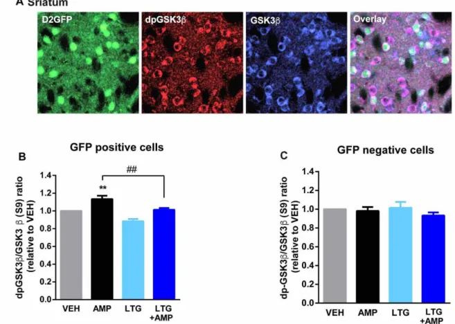 Figure  1-3: Lamotrigine  reverses  amphetamine-induced  GSK3β  dephosphorylation  selectively in striatal D2R neurons
