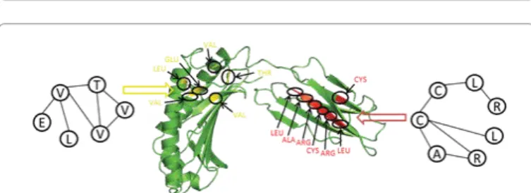 Figure 2: Two subgraphs corresponding to recurrent substructures extracted  from a dataset of 38 proteins (including the HFE(human) hemochromatosis  protein) of the immunoglobin C1-set domains family