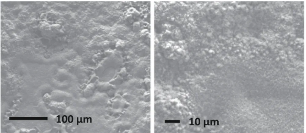 Fig. 3 SEM observations after 600 h laboratory air oxidation at 560 °C of b21S alloy with NaCl deposit