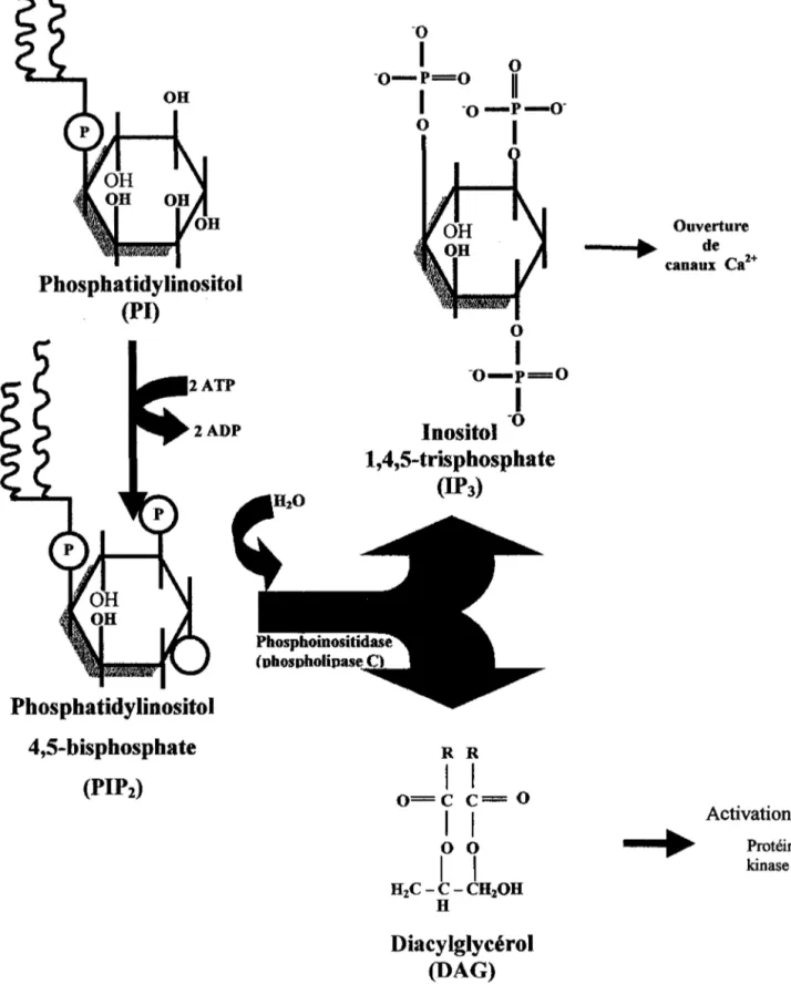 Figure  2  :  Mécanisme  de  production  de  l'inositol  1,4,5-triphosphate  et  du  diacylglycérol  à  partir  du  phosphatidylinositol