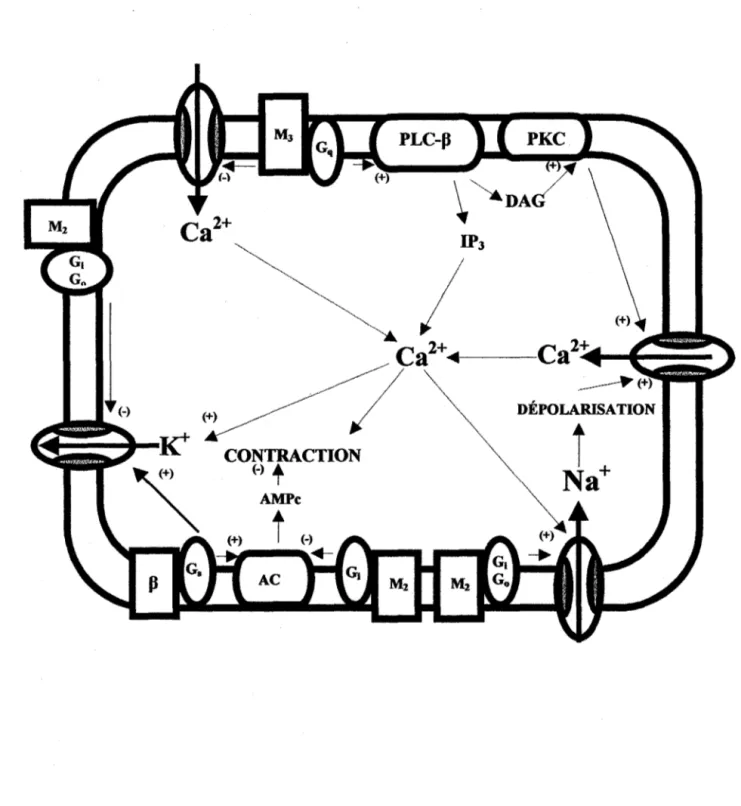 Figure  3  :  Schéma  de  l'augmentation  du calcium  intracellulaire  suite  à  une  stimulation muscarinique