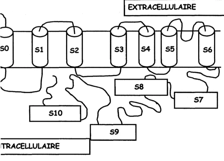 Figure  5  :  Représentation  de  la  sous-unité  a.  avec  les  boucles  intra  et  extracellulaires  selon Meera et al