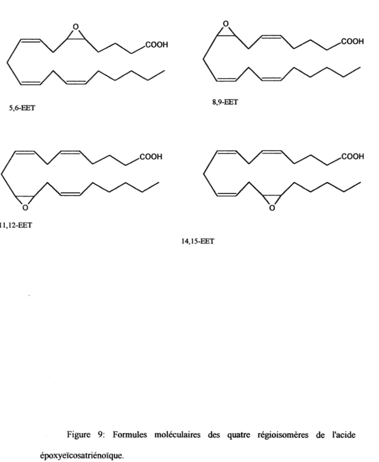 Figure  9:  Formules  moléculaires  des  quatre  régioisomères  de  l'acide  époxyeïcosatriénoïque