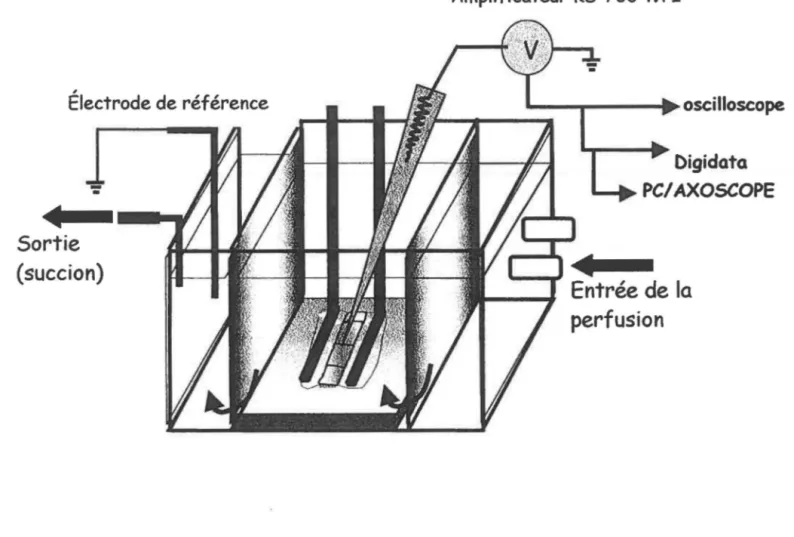 Figure  11  :  Schéma  de  la  chambre  expérimentale  utilisée  pour  les  mesures  de  potentiel de membrane