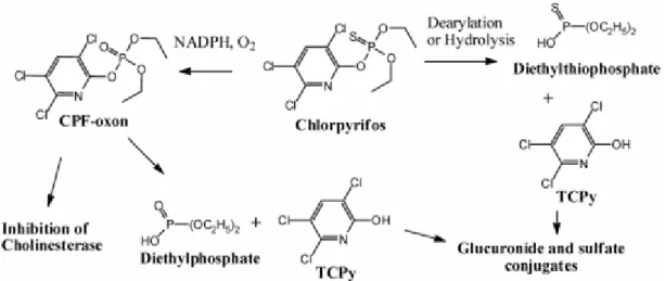 Fig. 2: Etapes de biotransformation du chlorpyrifos (Eaton, 2008) 
