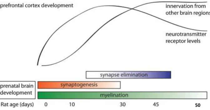 Fig. 5 : Résumé des processus ayant lieu durant le développement du cortex préfrontal de rat