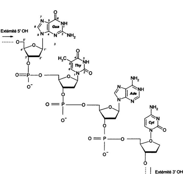 Figure 1.3.: Structure d'un fragment d'ADN (Faraggi et al.,  1995) 