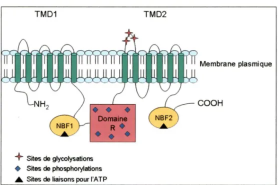 Figure 1  Schématisation de la protéine CFTR 