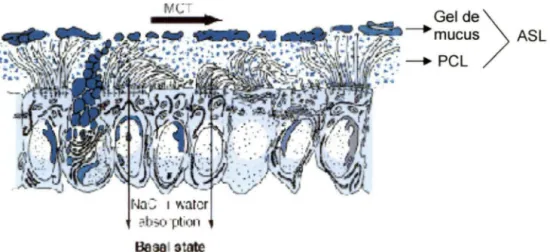 Figure 2  Fonctionnement du transport mucociliaire 