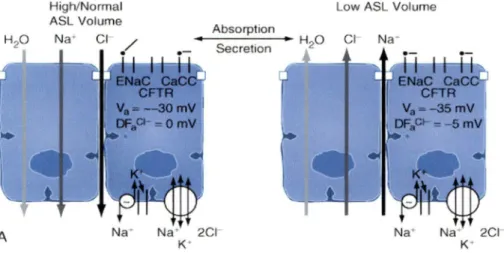 Figure 3  Importance de la protéine CFTR dans le transport mucociliaire  À  gauche,  l' inhibition  de  la  protéine CFTR entraîne  une  accumulation  d' ions  chlorures  dans  les  sous-muqueuse  ainsi  que  l'absorption  d' ions  sodium  via  l'activatio