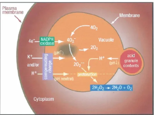 Figure  4  Processus  d'activation  des  mécanismes  bactéricides  du  neutrophile lors de la phagocytose d'un microorganisme