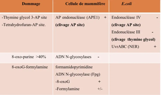 Tableau 1: Réparation de dommages multiples localisés de l’ADN: lésion en Tandem.  