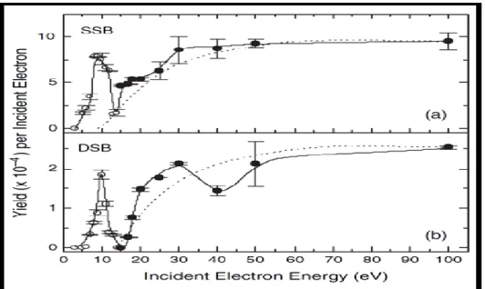 Figure 2: Les symboles ouverts et solides sont les rendements quantiques mesurés  (événements/ électron incident) pour l'induction respectivement des CSBs (a) et CDBs (b)  de l’ADN (Huels et al., 2003)