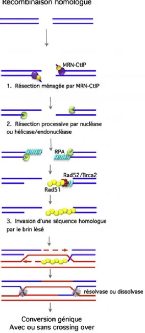 Figure  3 :  Réparation  des  cassures  double-brin  par  recombinaison  homologue  chez  les  eucaryotes  (Rass  et  al.,  2012)