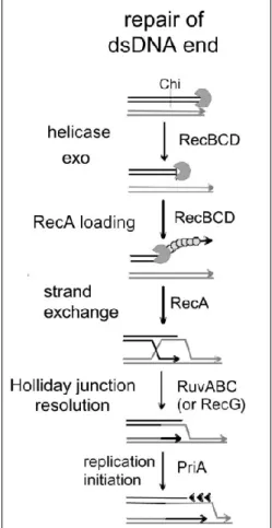Figure 4 : Réparation des cassures double-brin par recombinaison homologue chez  les procaryotes (E.coli) (Rocha et al., 2005)