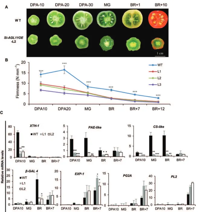 Fig. 5.  Dramatic effect of Sl-AGL11 overexpression on fruit ﬁrmness. (A) Morphology of Sl-AGL11OE (L2) and wild-type (WT) fruit during development  and ripening