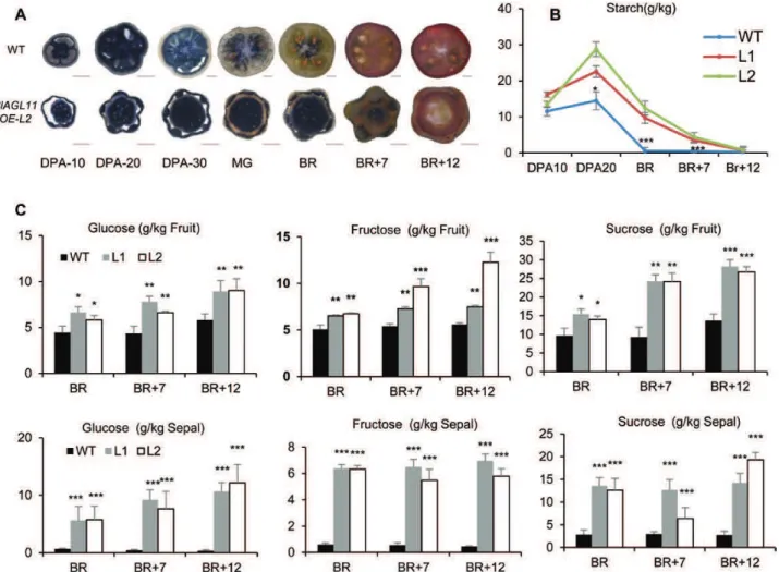 Fig. 6.  Evolution of starch and soluble sugars during development and ripening of Sl-AGL11-overexpressing fruit