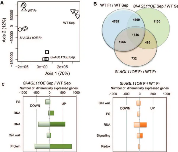 Fig. 7.  RNA-Seq expression proﬁling of tomato young fruits and sepals overexpressing Sl-AGL11