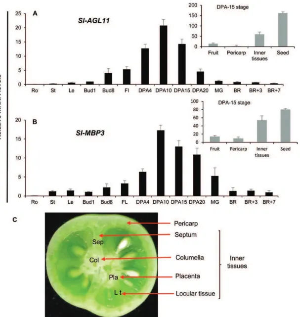 Fig. 1.  Expression pattern of Sl-AGL11. (A) Sl-AGL11 expression in different tissues determined by qPCR