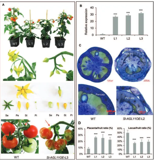 Fig. 3.  Dramatic modiﬁcations in ﬂower and fruit organization triggered by 35S-driven Sl-AGL11 overexpression