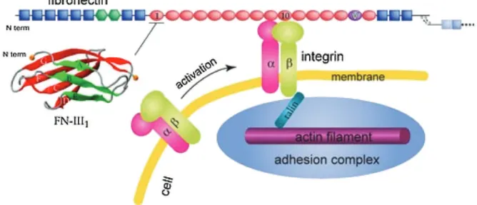 Fig. 1. The adhesion structure of a cell in a matrix. The matrix is linked to the cytoskeleton through integrins and talins