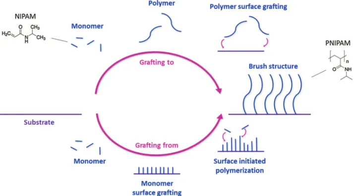 Fig. 3. Two different strategies of polymer grafting (example of PNIPAM): the surface initiated polymerization of a monomer (“grafting from”) or the grafting of the polymer (“grafting to”) on a surface to obtain a brush structure.