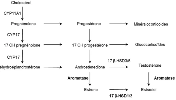Figure 3 : Synthèse des stéroïdes 