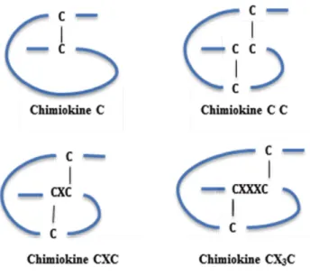 Figure 7 : Classification structurale des chimiokines 