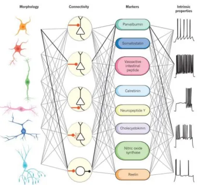 Figure 1.4: Original legend: Multiple dimensions of interneuron diversity. Interneuron cell  types are usually defined using a combination of criteria based on morphology, connectivity  pattern,  synaptic  properties,  marker  expression  and  intrinsic  f