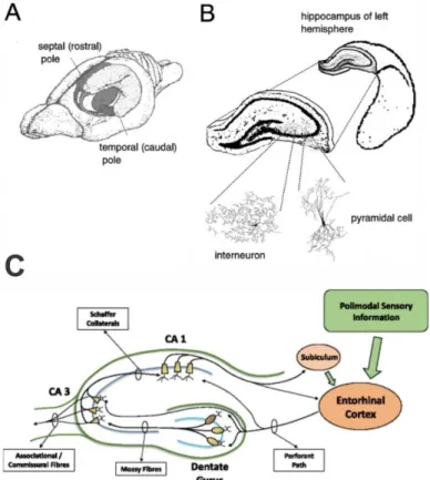 Figure  1.9:  Hippocampal  structure.  (A)    Schematic  representation  of  the  position  of  the  hippocampus  in  rodent  brain;  (B)  Schematic  representation  of  a  transverse  slice  of  the  hippocampus  which  reveals  its  layered  organization