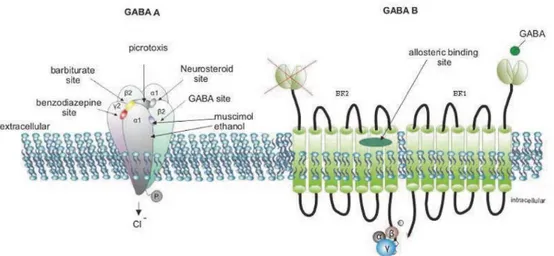 Figure  1.18:    GABA  receptors.  Schematic  representation  of  GABA A -R  and  GABA B -R  structures