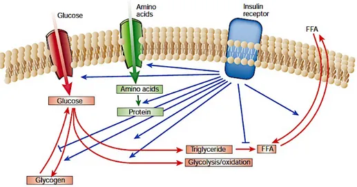 Figure 1.7 : Régulation du métabolisme par l’insuline. 10