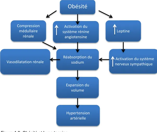 Figure 1.9: Obésité et hypertension  Note : Adapté de Sharma et coll., 2006.  12