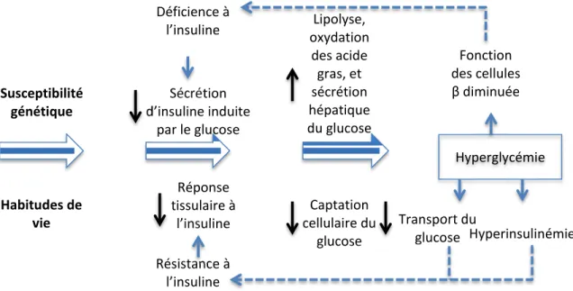 Figure 1.10: Modèle conceptuel du développement du diabète de type 2.  Note : Adapté de LaMonte et coll., 2005