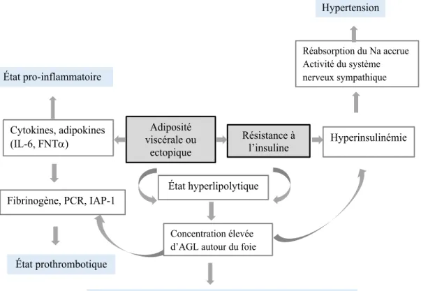 Figure 1 : Schéma sur les mécanismes pathophysiologiques du risque cardiométabolique      Source : (Chatterjee et al., 2012) 