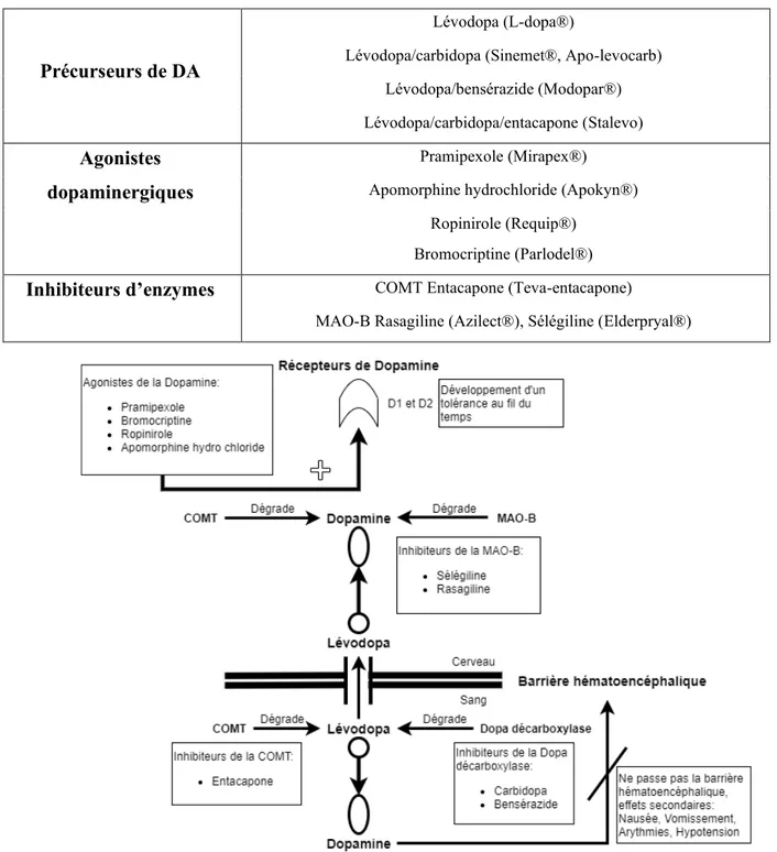 Figure 1 : Schéma des différentes médications selon leurs voies d’action. Adapté de  (Connolly &amp; Lang, 2014) et (Werner Poewe &amp; Mahlknecht, 2020)