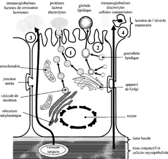 Figure 2. Structure d'une cellule épithéliale mammaire et mécanismes de sécrétion des composants du colostrum  chez la truie