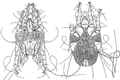 Figure 1 à gauche male en vue dorsale, à droite femelle en vue ventrale (Baker et al., 1956)