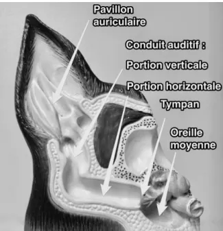 Figure 2 Anatomie de l'oreille du chat (ANON., 2014) 