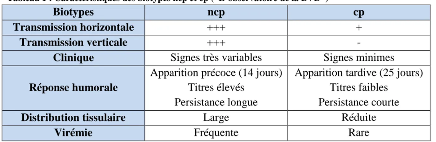 Tableau 1 : Caractéristiques des biotypes ncp et cp (“L’observatoire de la BVD”) 